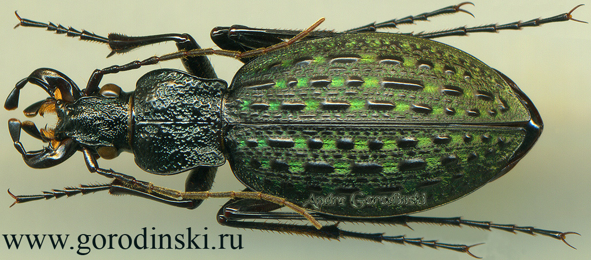 http://www.gorodinski.ru/carabus/Eccoptolabrus sunwukong.jpg